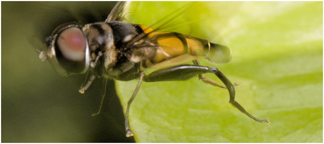 IMG 0898 Hoverfly