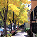 golden fall in Manitou Springs