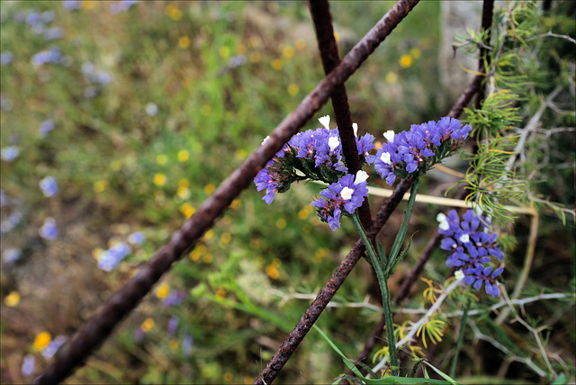 Limonium sinuatum, Junqueira, HFF IS OPEN, WELCOME TO POST Limonium sinuatum, Junqueira, HFF IS OPEN, WELCOME TO POST