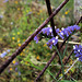 Limonium sinuatum, Junqueira, HFF IS OPEN, WELCOME TO POST