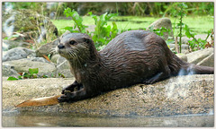 Loutre cendrée............Passez un bon we mes ami(e)s❤️