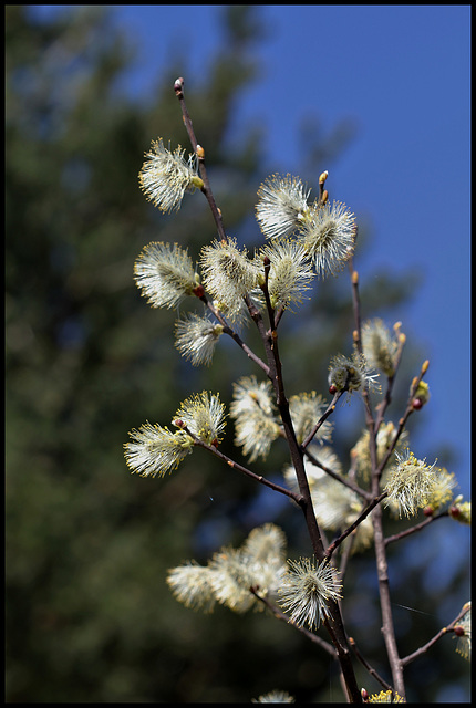Salix caprea