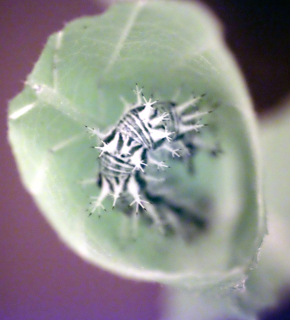 Nasty stinging infrared caterpillar