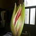 This amaryllis will soon be in flower