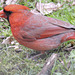 Northern Cardinal