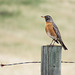 American Robin