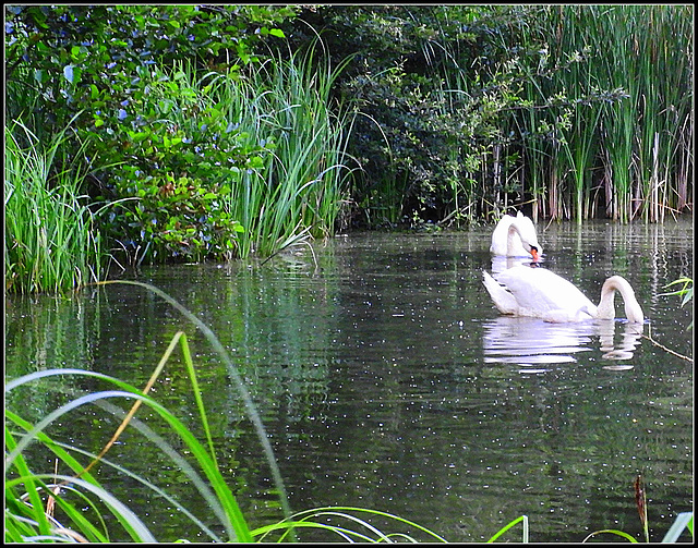 Family Swan