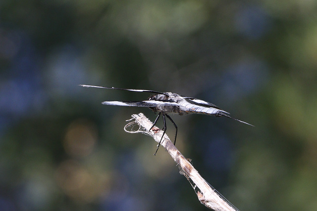 Common Whitetail Skimmer