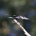 Common Whitetail Skimmer