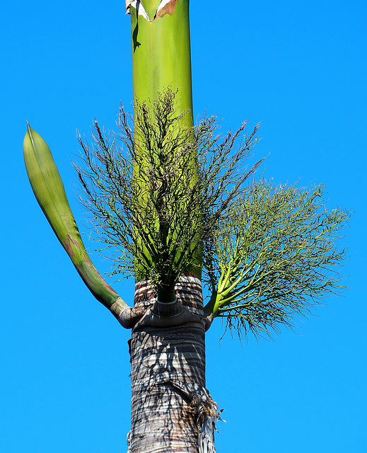 l'inflorescence