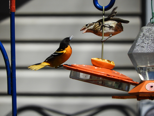 Day 2, Baltimore Oriole male versus Rose-breasted Grosbeak female, Rondeau PP