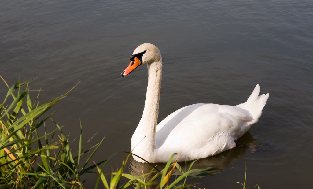 Schwan