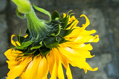 Sunflower, October 2019