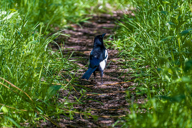 Magpie