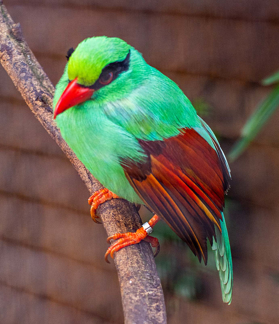 Javan green magpie