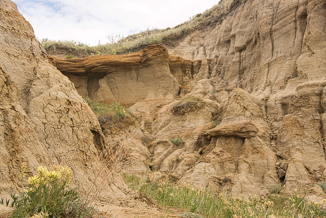 hardy flowers in the badlands 2