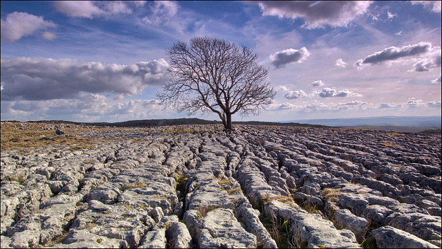 Another lone tree