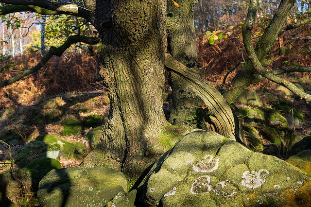 Old tree and lichen rock