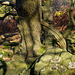 Old tree and lichen rock