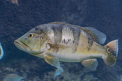 Cichla ocellaris (südamerikanischer Buntbarsch)