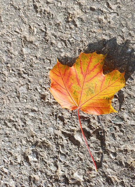 Herbstblatt in rot