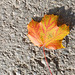 Herbstblatt in rot