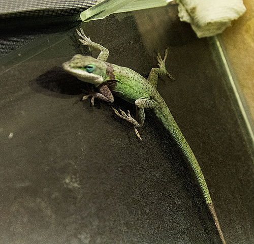 20150911 8831VRAw [D~HF] Rotkehlanolis (Anolis carolinensis), Tierpark, Herford