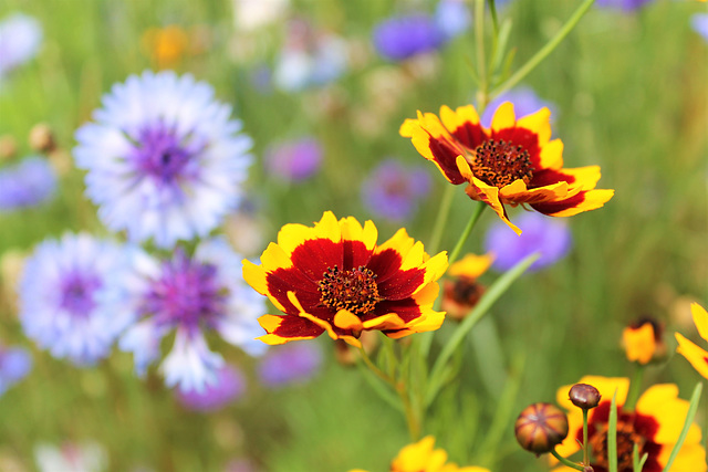 De belles gaillardes