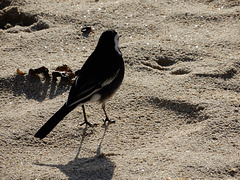 mésange à longue queue