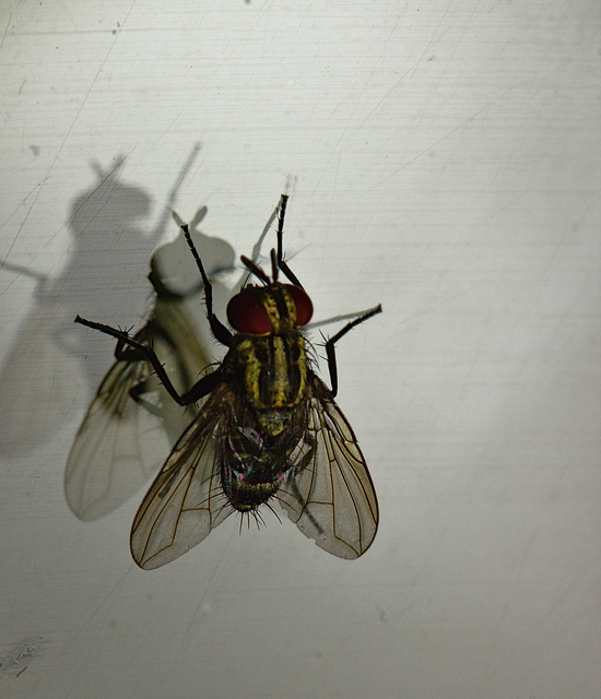 Fly IMG_2553