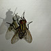 Fly IMG_2553