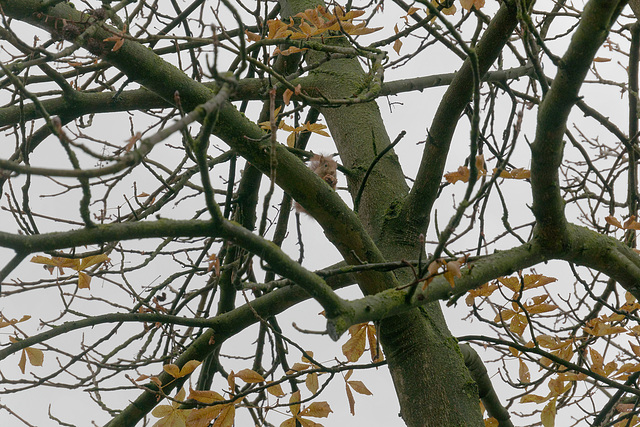 Sur un arbre perché