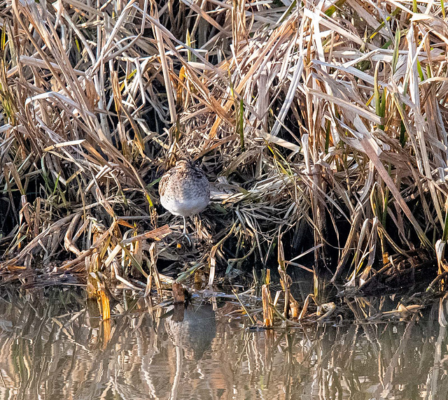 Snipe