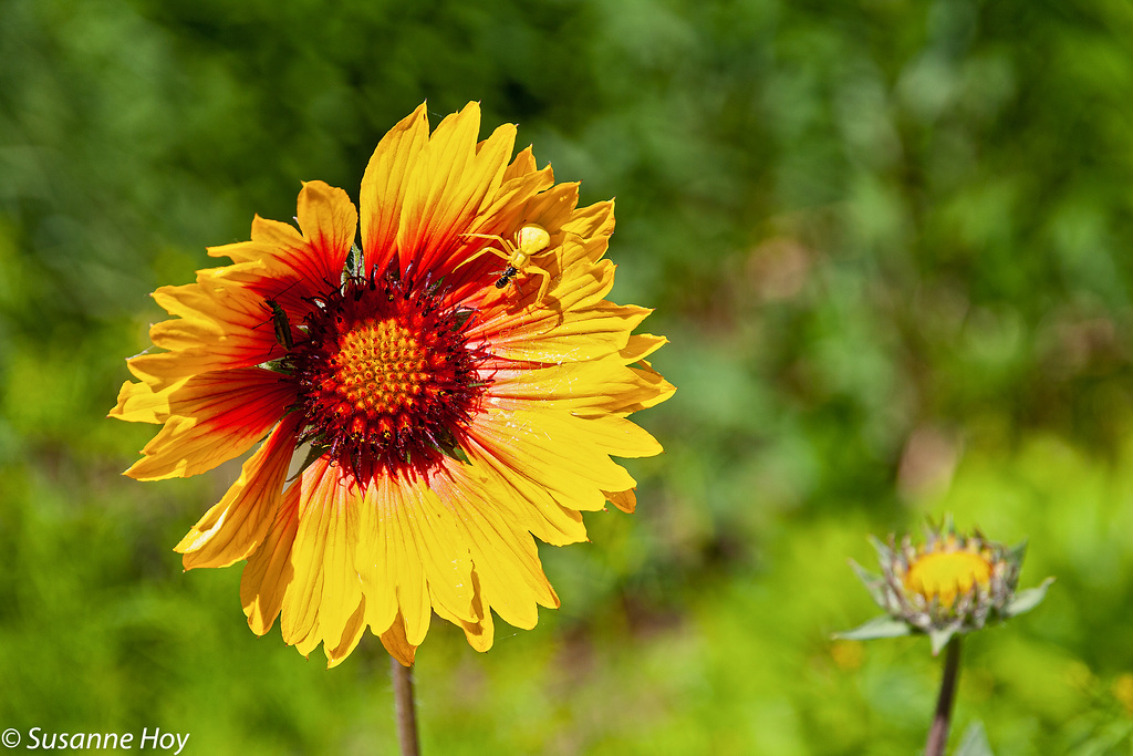 Kokardenblume - Cockade Flower (PiP)