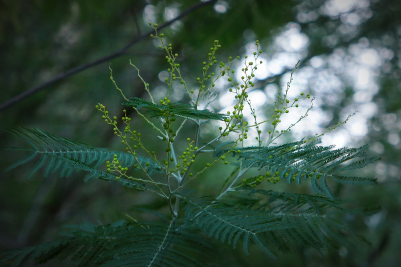 mimosa a dicembre !!!