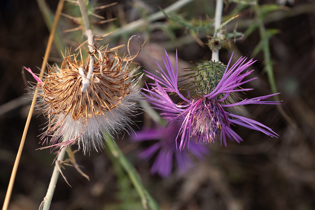 Galactites tomentosus