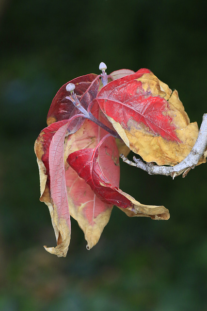 Autumn Foliage