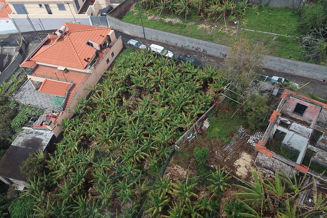 City banana farm