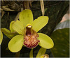 IMG 1680 Orchid