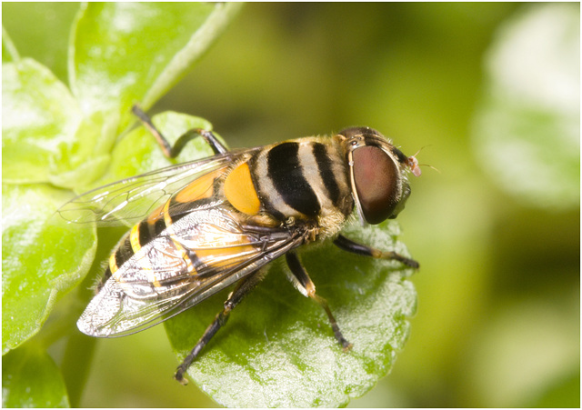 IMG 0890 Hoverfly