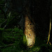 Picea abies