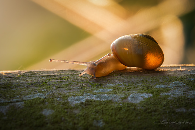 Golden Snail