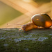 Golden Snail