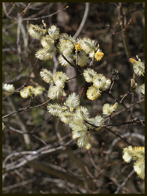 Salix caprea