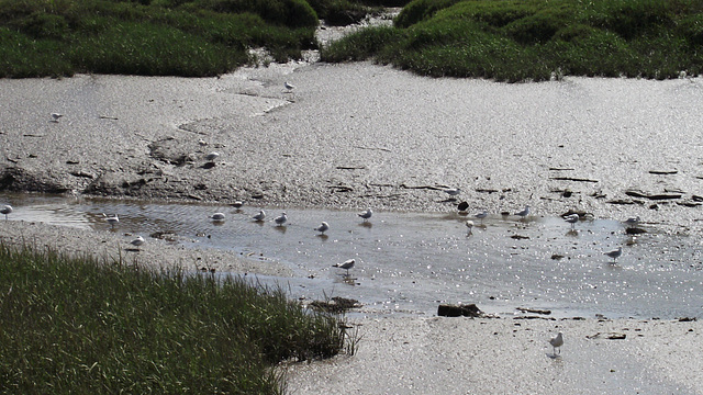 The tide is fully out and the gulls are not too happy