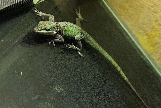 20150911 8832VRAw [D~HF] Rotkehlanolis (Anolis carolinensis), Tierpark, Herford