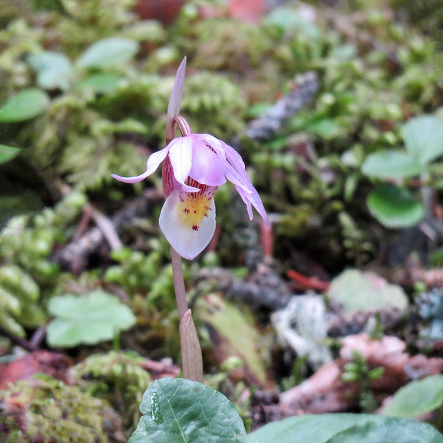 Calypso Orchid