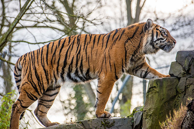Tigress