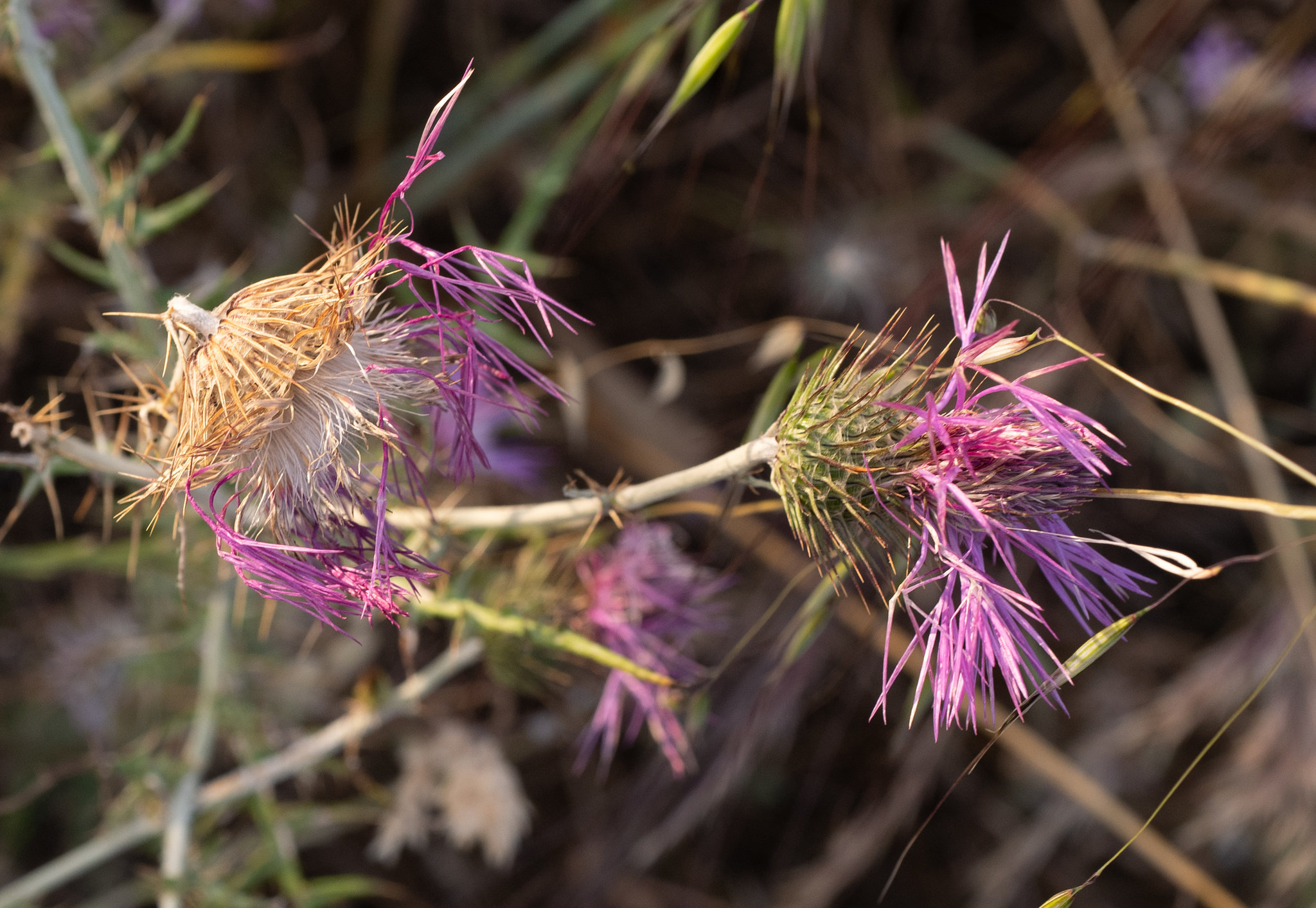 Galactites tomentosus