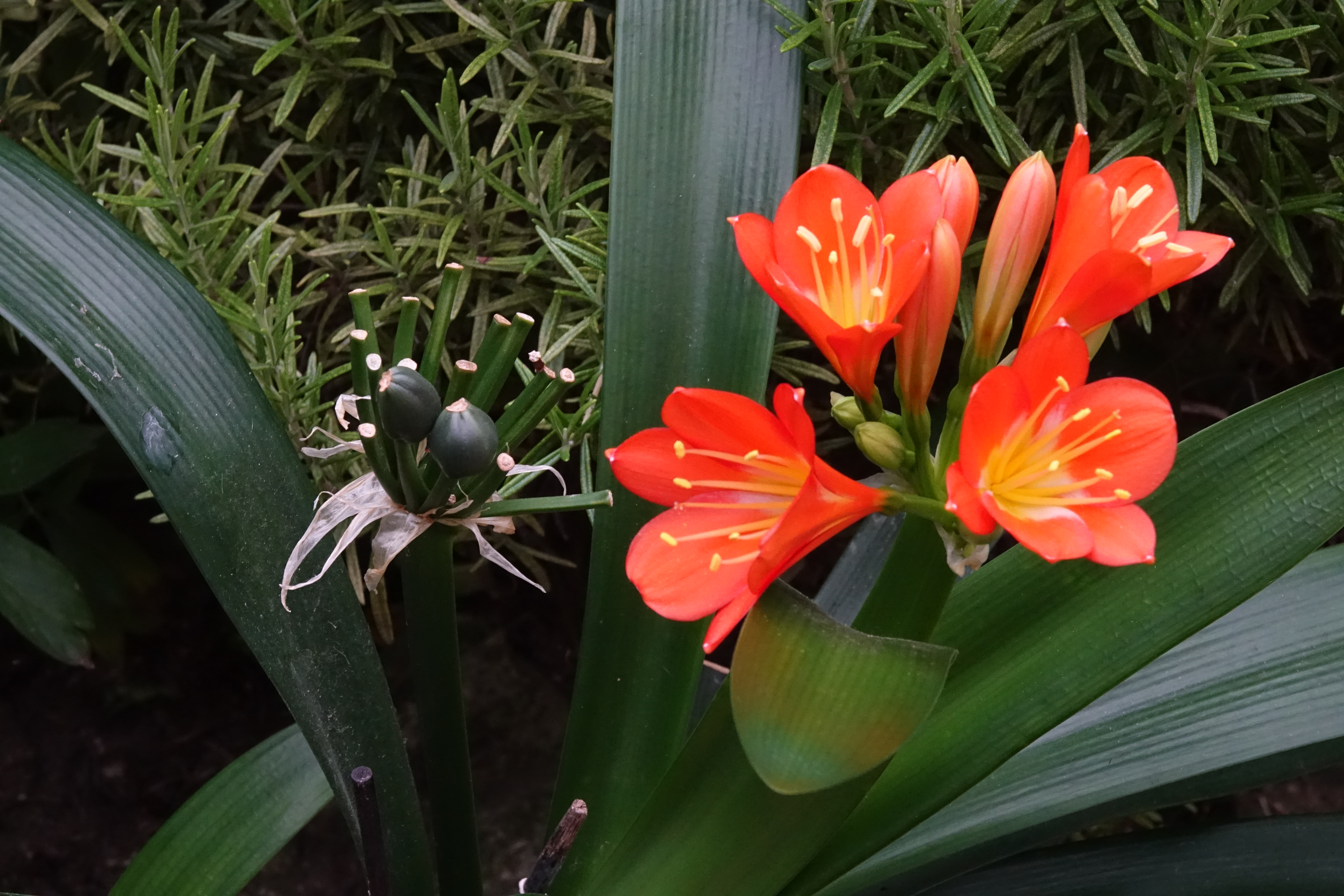 Clivia deuxième floraison cette année